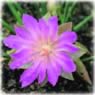 Lewisia rediviva